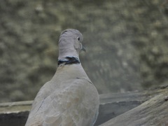 Streptopelia decaocto