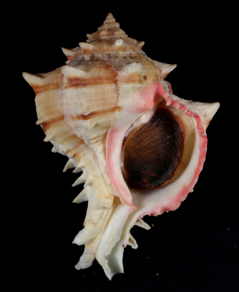 cabbage murex