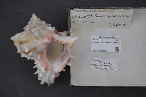 Cabbage Murex