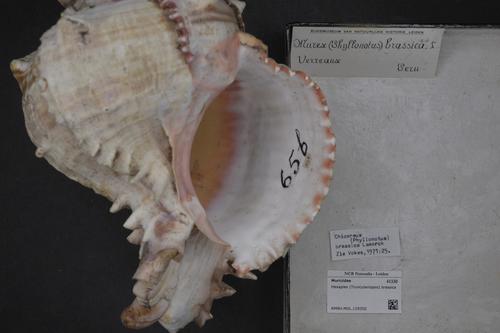 Cabbage Murex
