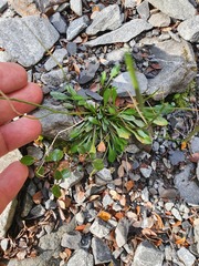 Cardamine dimidia
