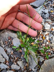 Cardamine dimidia