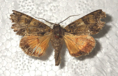 Polyphaenis sericata