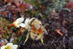 Bombus lapponicus