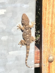 Tarentola mauritanica