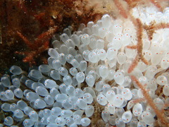 Pycnoclavella