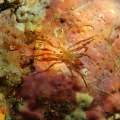 Ammothea australiensis