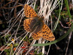 Boloria alaskensis
