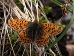 Boloria alaskensis