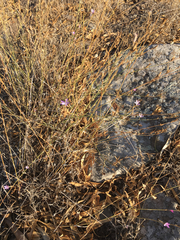 Dianthus strictus