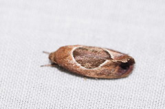 Hoplomorpha abalienella