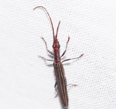 Syllitus grammicus