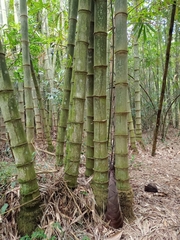 Dendrocalamus