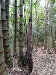 Dendrocalamus