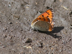 Lycaena violacea