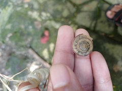 Dyakiidae