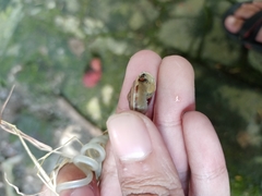 Dyakiidae