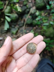 Dyakiidae