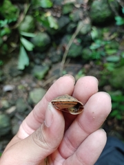Dyakiidae