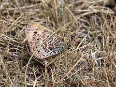 Oeneis lederi