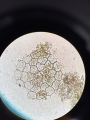 Pseudopediastrum boryanum