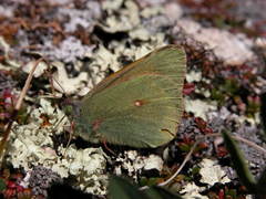 Colias hecla
