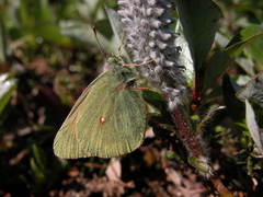 Colias hecla