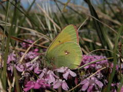 Colias hecla