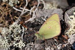 Colias hecla