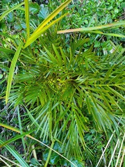 Aciphylla similis