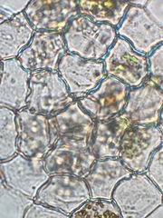 Pseudopediastrum boryanum