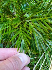 Aciphylla similis