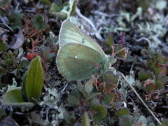 Colias tyche