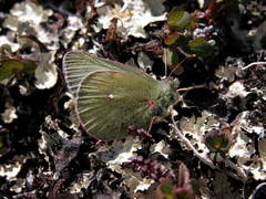 Colias tyche