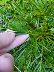 Aciphylla similis