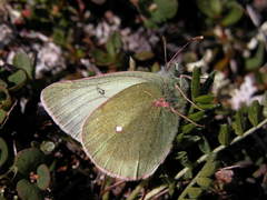 Colias tyche