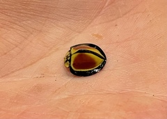 Australoneda bourgeoisi