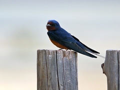 Hirundo rustica tytleri