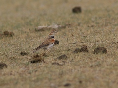Melanocorypha mongolica