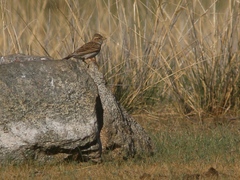 Calandrella dukhunensis