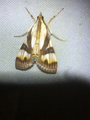 Glyphodes exquisitalis
