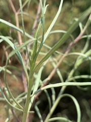 Senecio harveianus