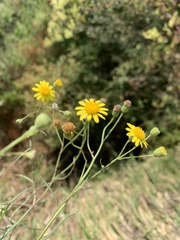 Senecio harveianus