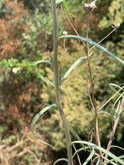 Senecio harveianus