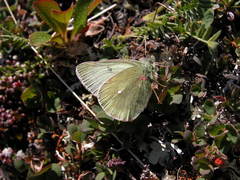 Colias tyche