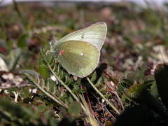 Colias tyche