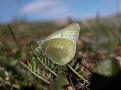Colias tyche