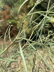 Senecio harveianus