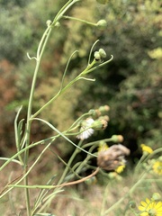 Senecio harveianus