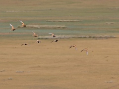 Syrrhaptes paradoxus